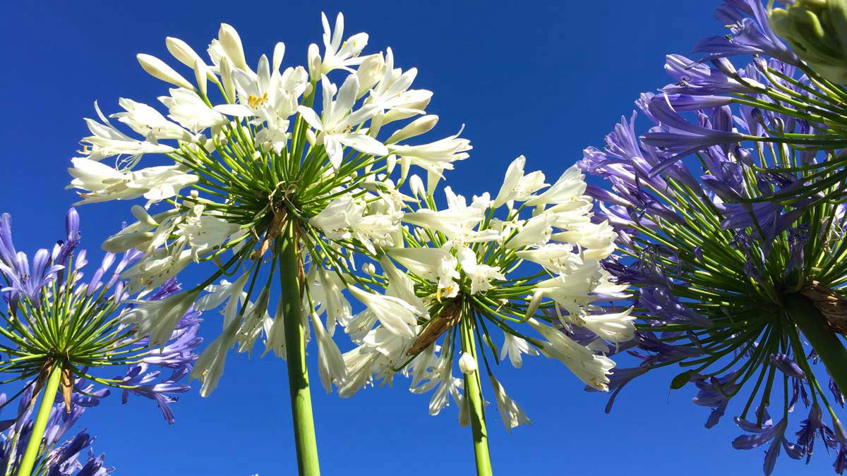 Agapanthus-misti-piante-fiorifere-acquatiche-graminacee-delle-migliori-varieta