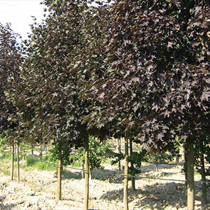 Tree plantations -Acer-platanoides-'Faassen's-Black