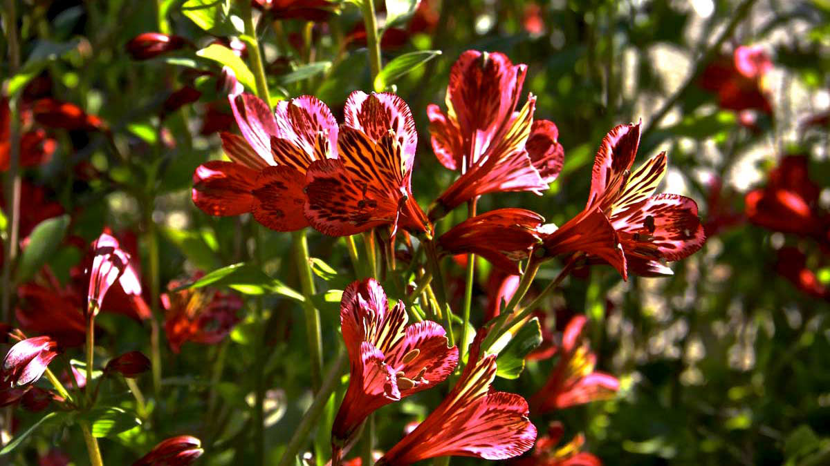 Alstroemeria Blumen-Staudenblumen-Blütenpflanzen-Wasserpflanzen -Verkauf-Pistoia