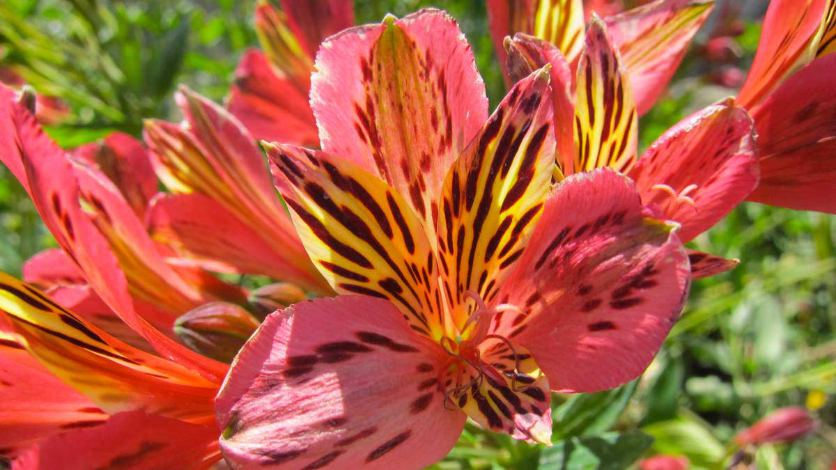 Alstromeria-floriferous-aquatic-grassy-plants-nursery-Pistoia