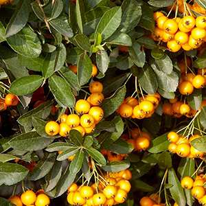 arbustes -Pyracantha-'Soleil-D'or'