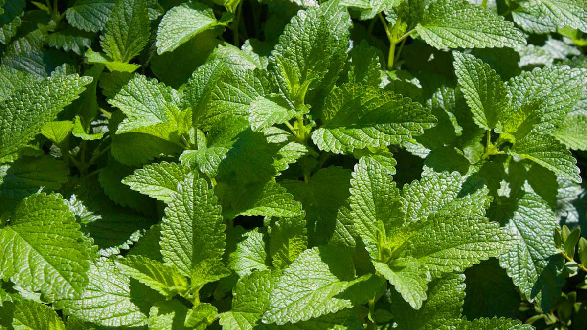 Herbs-floriferous-aquatic-grassy-plants-sales-Tuscany