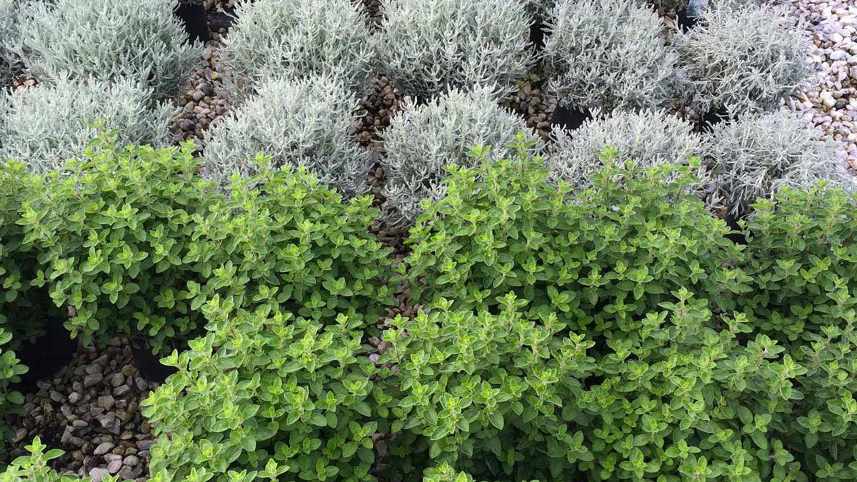 Herbs-floriferous-aquatic-grassy-plants-nursery-Tuscany