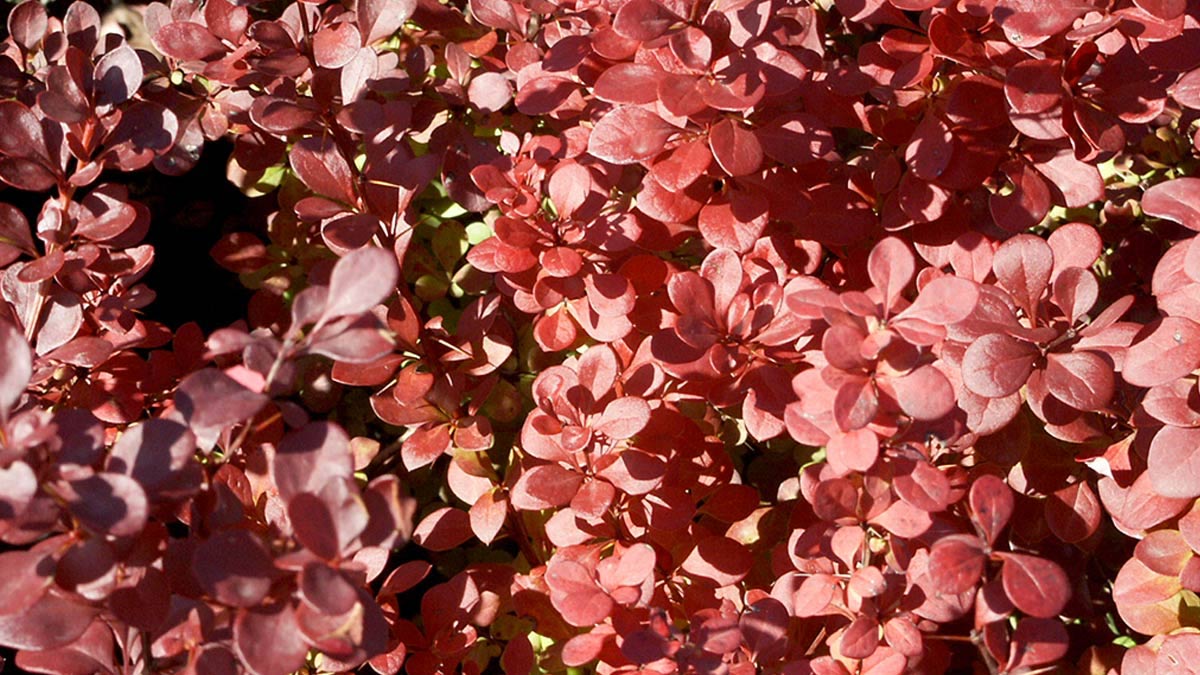 Berberis-thunbergi-Atropurpurea-some of the-best-varieties