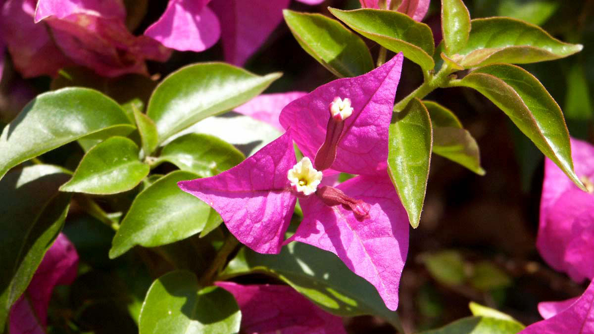 Bougainvillea-best-varieties-of-vines