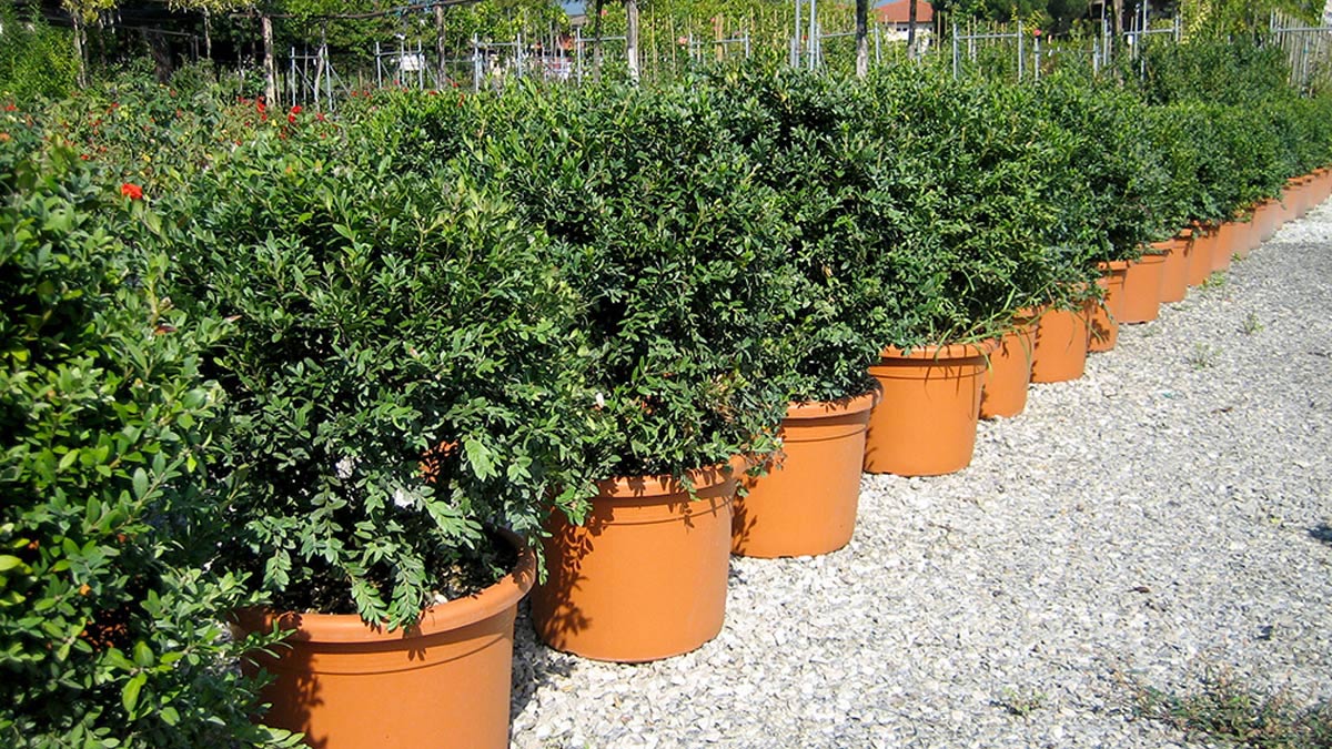 Buxus-sempervirens-для-живых-изгородей-Пистойя