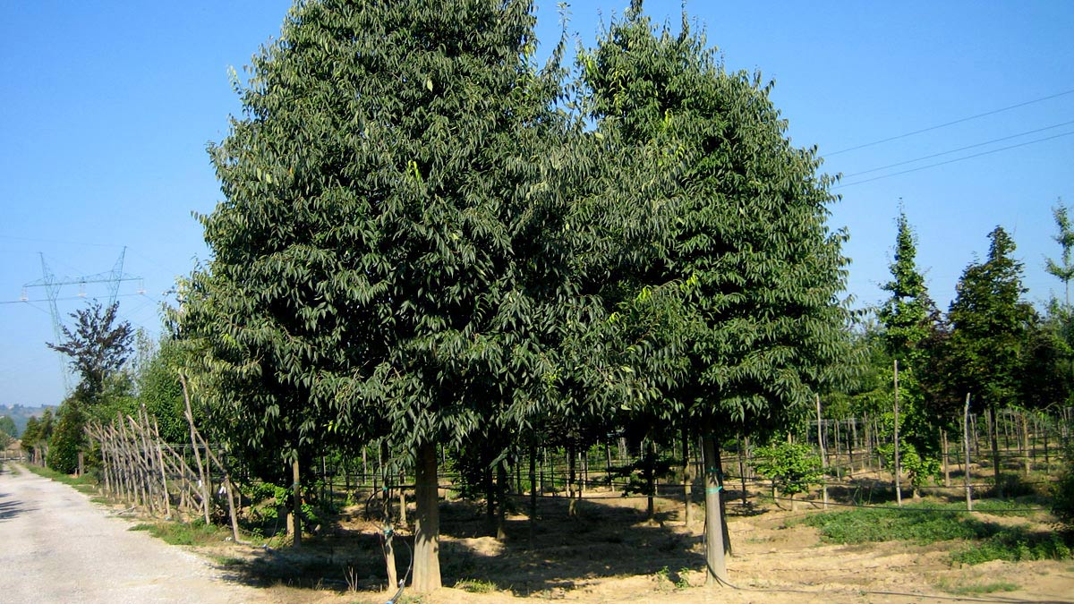 Celtis australis spécimens-grands- Mati 1909