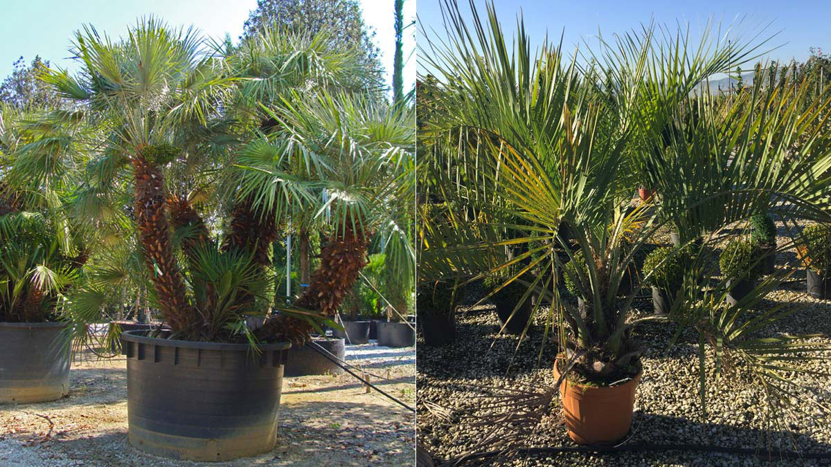 Chamaerops-humilis-et-Butia-palmiers-vente-Pistoia