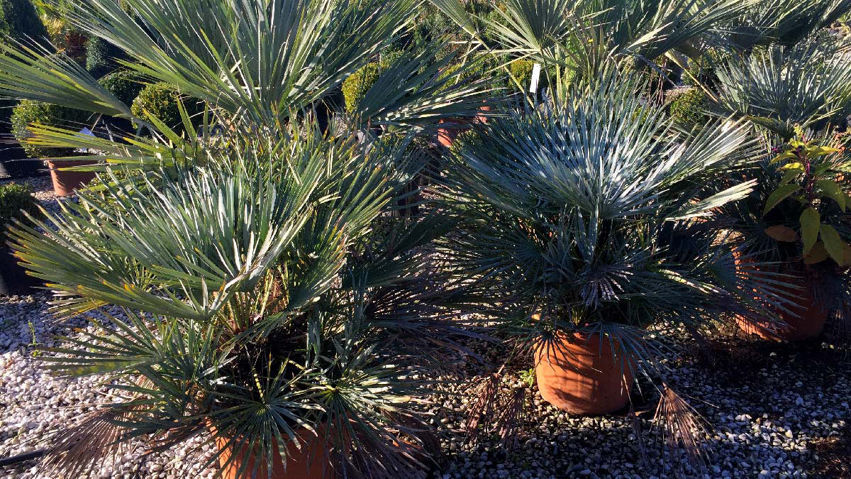 Chamaerops-humilis-palmacées-pépinière-Pistoia