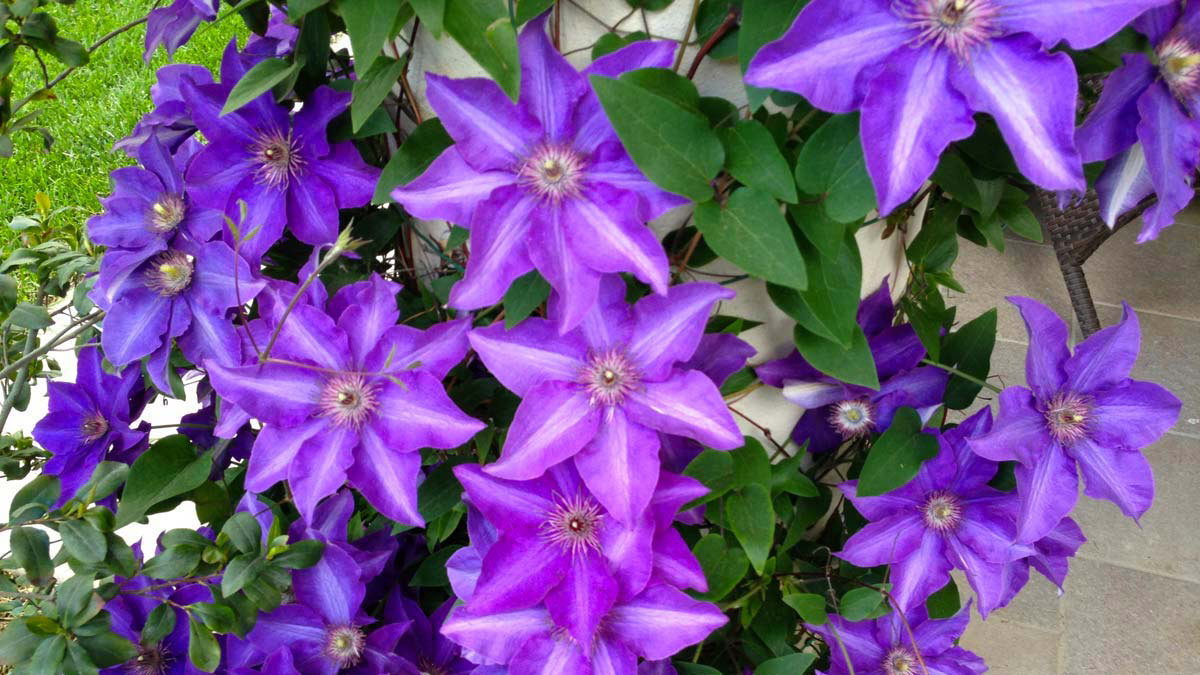 Clematis-luzurstern-для-перегородок-продажа-Пистойя