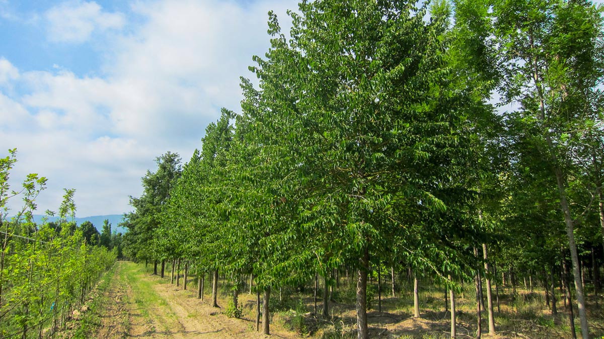 Corylus colurna крупные-солитеры-МАТИ-1909