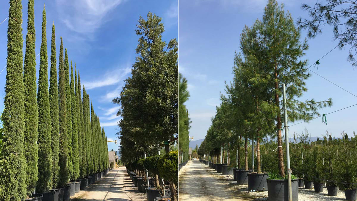 Cupressus-sempervirens-der-besten-Varietäten