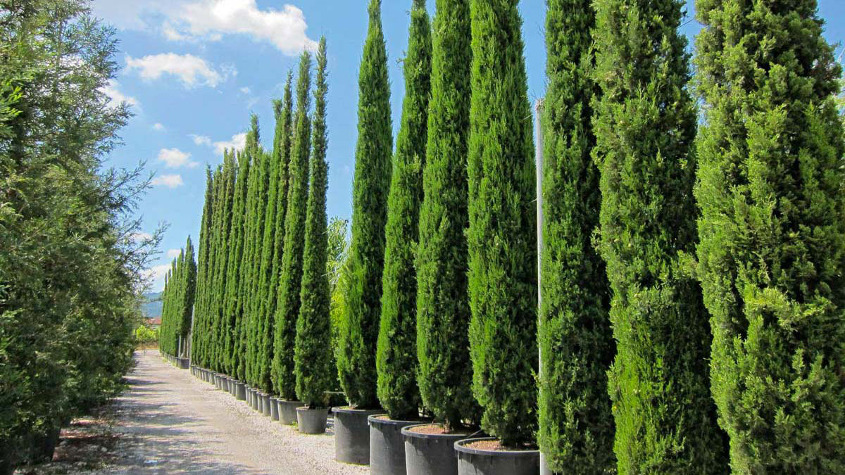 Cupressus-sempervirens-pyramidalis-conifères-vente-Toscane