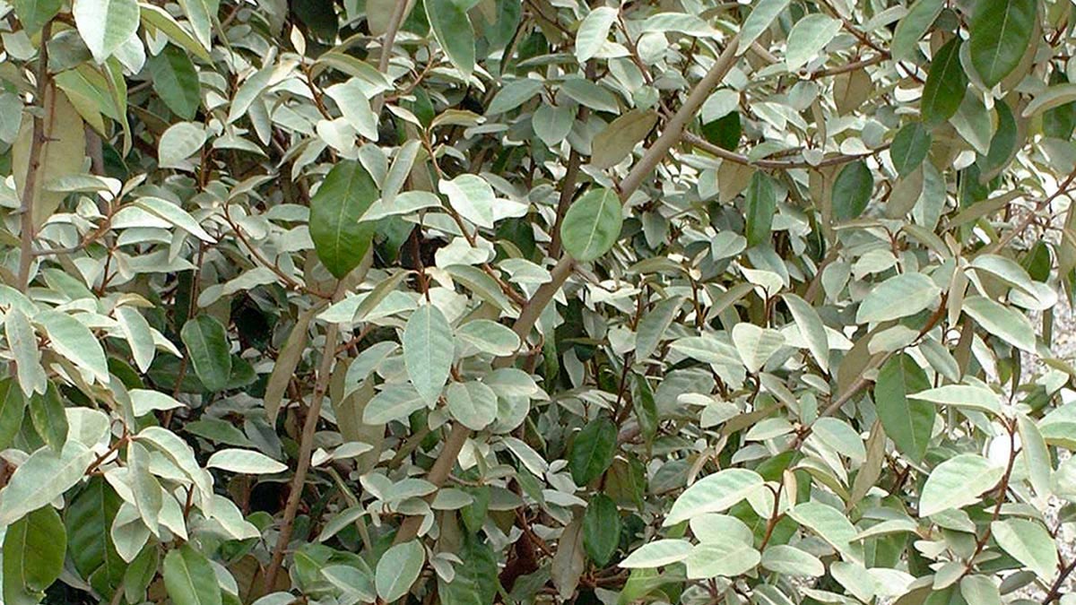 Elaeagnus-ebbingei-кустарники-и-живые-изгороди-для-садов-Пистойя