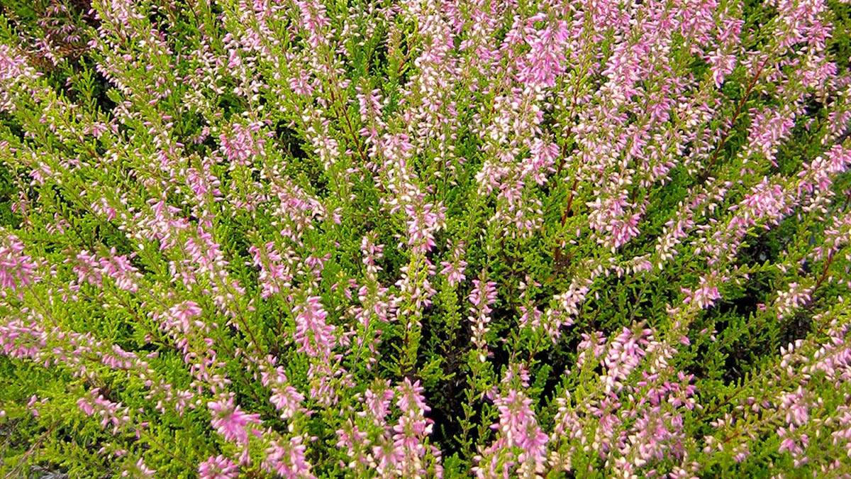 Erica-plantes sélectionnées