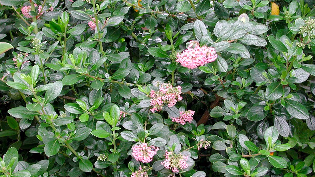 Escallonia-floribunda-für-Abschirmungen-Verkauf-Toskana