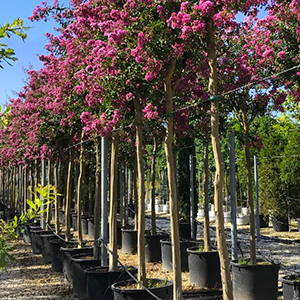 Goldenes-Etikett-Lagerstroemia-indica