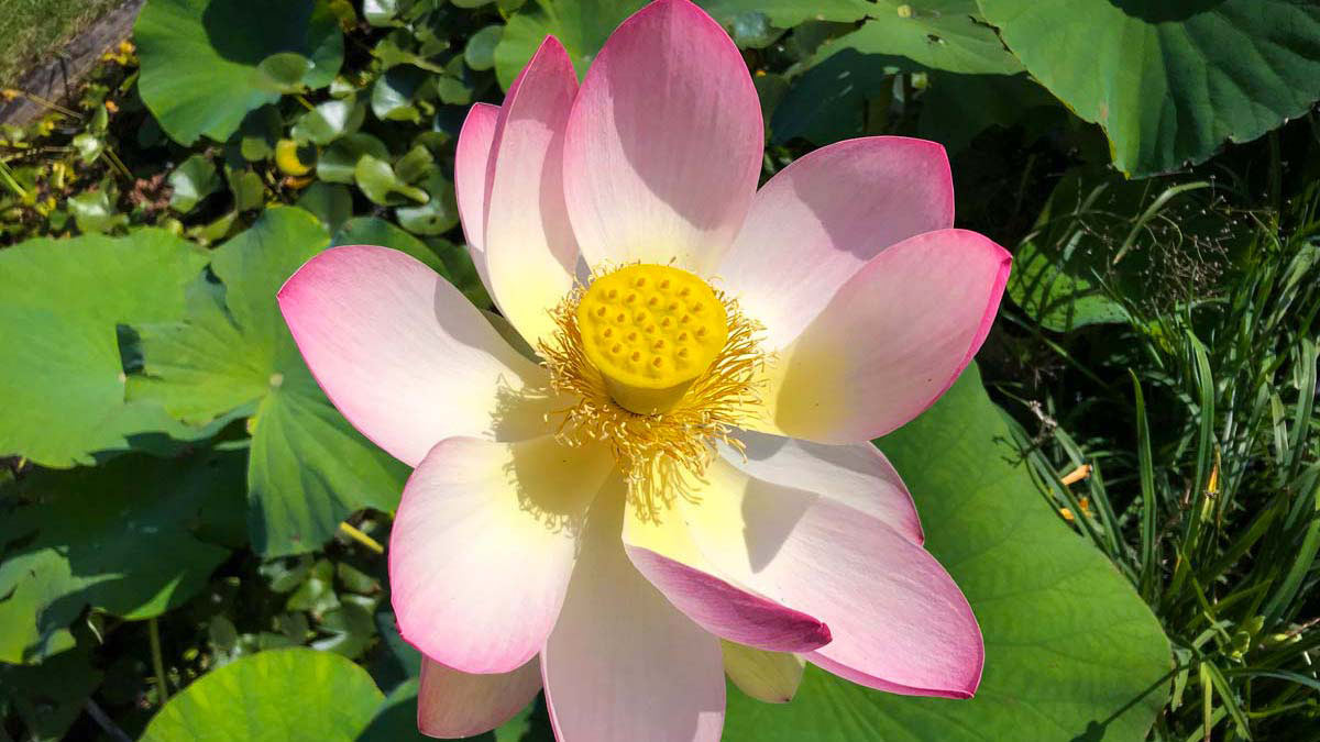 Nelumbium nucifera Lotus flower-ornamental-plants-nursery