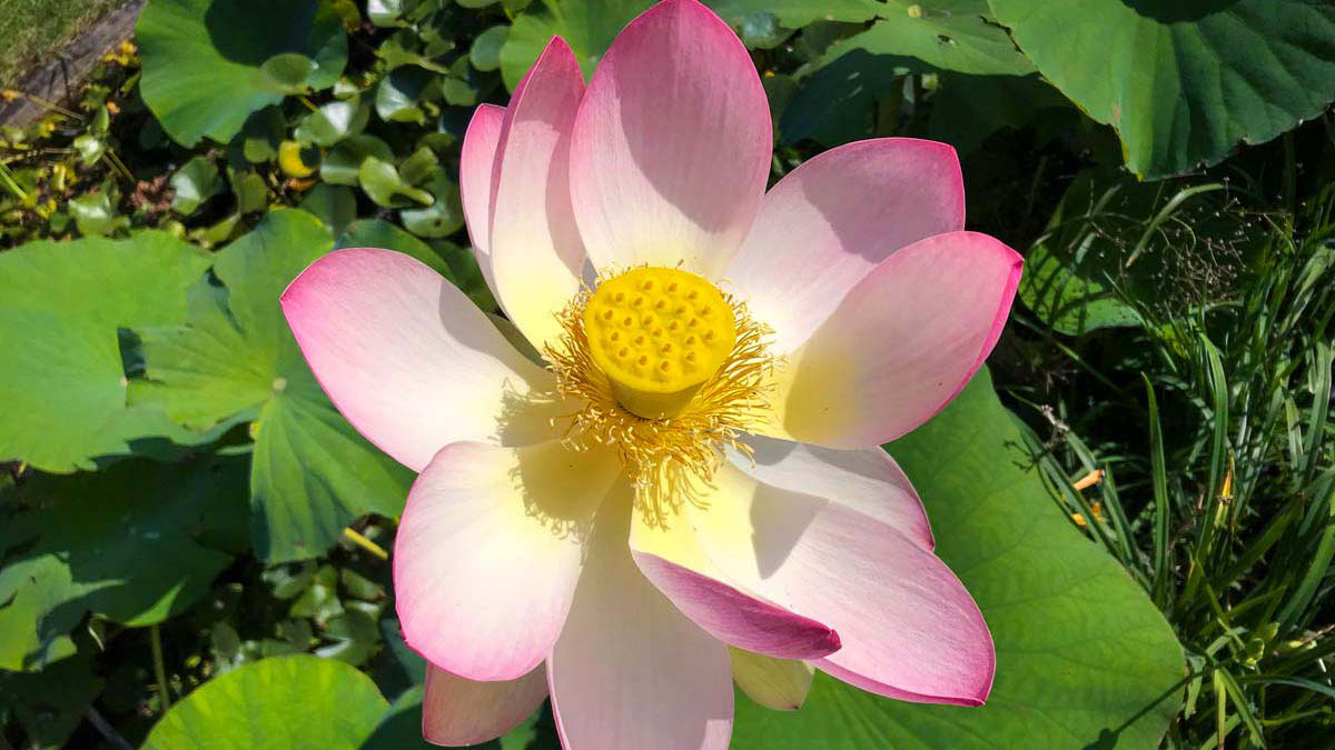 Lotosblume Nelumbium nucifera-Zierpflanzen-Baumschule