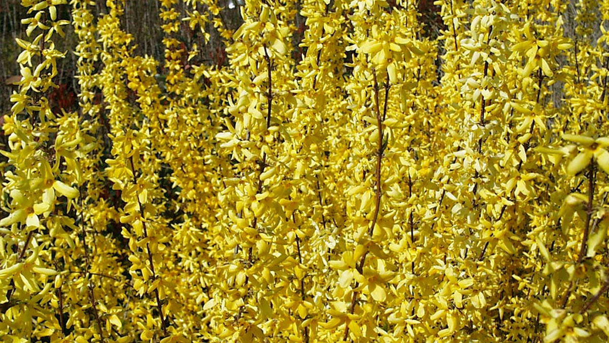 Forsythia-X-intermedia-Lynwood-shrubs-cultivation-Pistoia