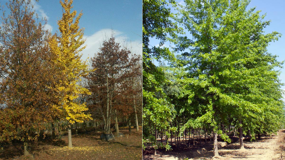 Ginko biloba und Querce groβe-Exemplare-MATI-1909