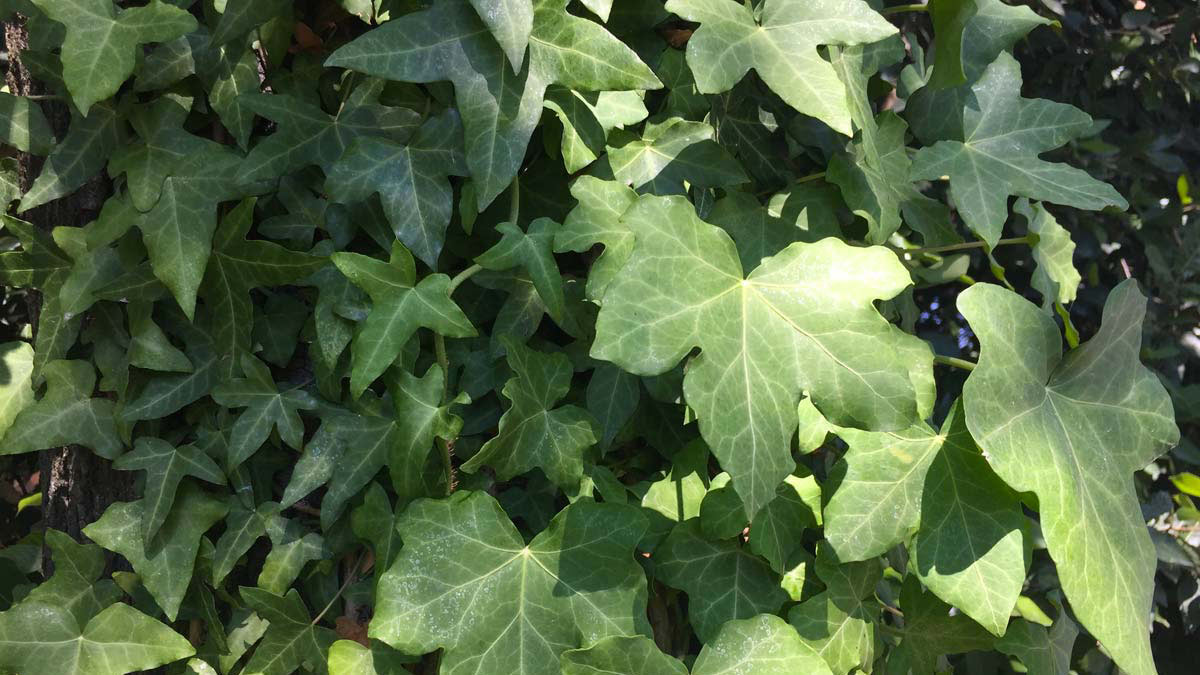 Hedera-helix-plantes grimpantes- sélectionnées- vente