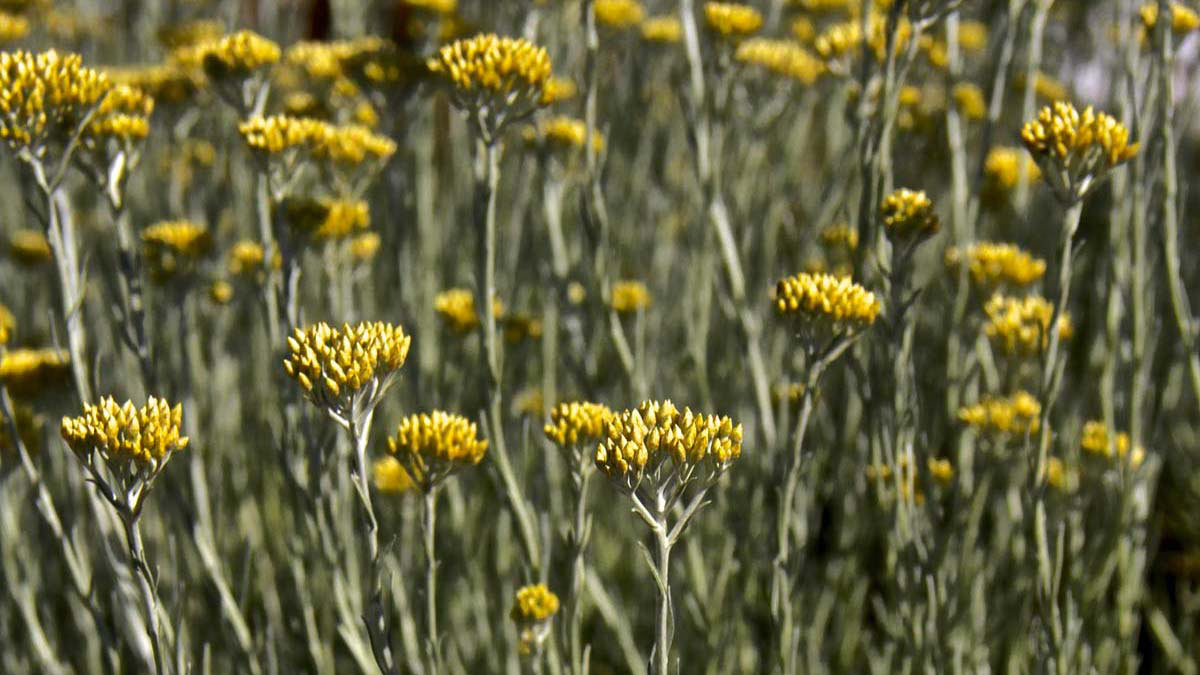 Helicrysum-italicum-plantes ornementales-vente-Toscane