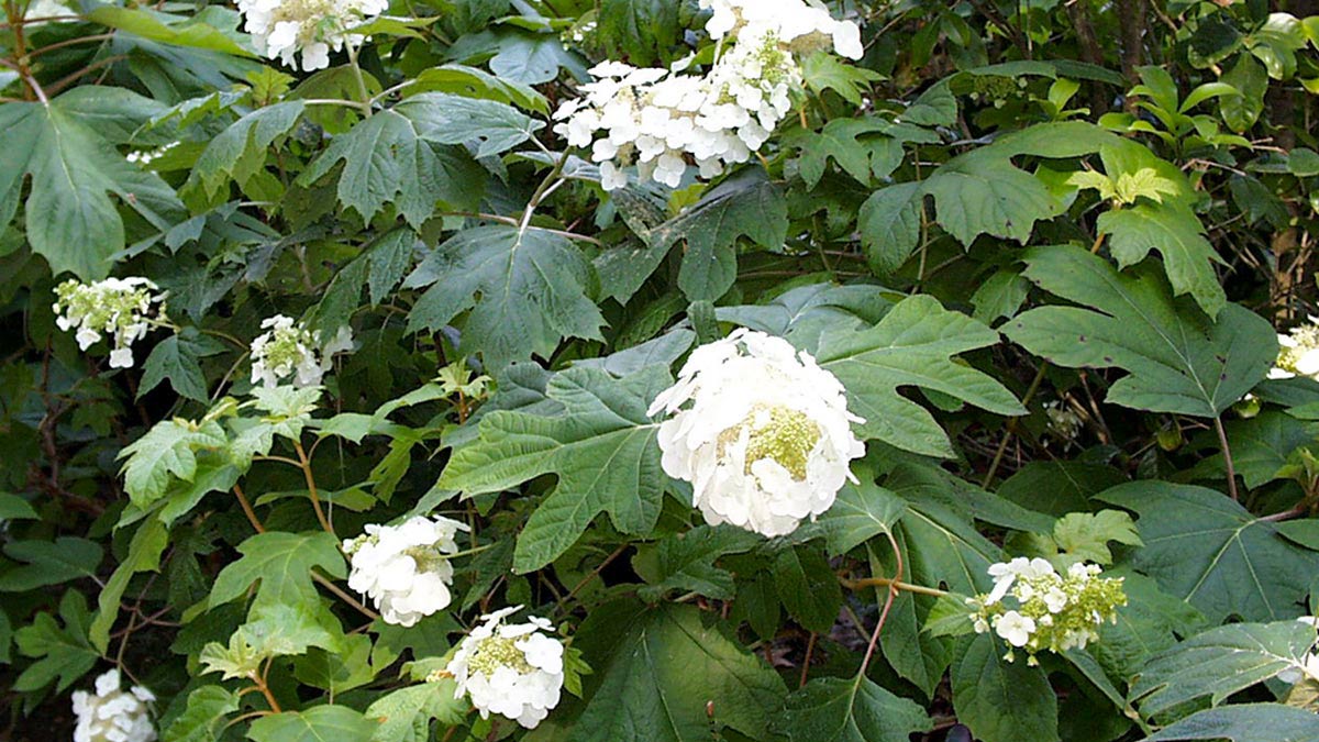 Hydrangea-quercifolia-кустарники-отборные-продажа