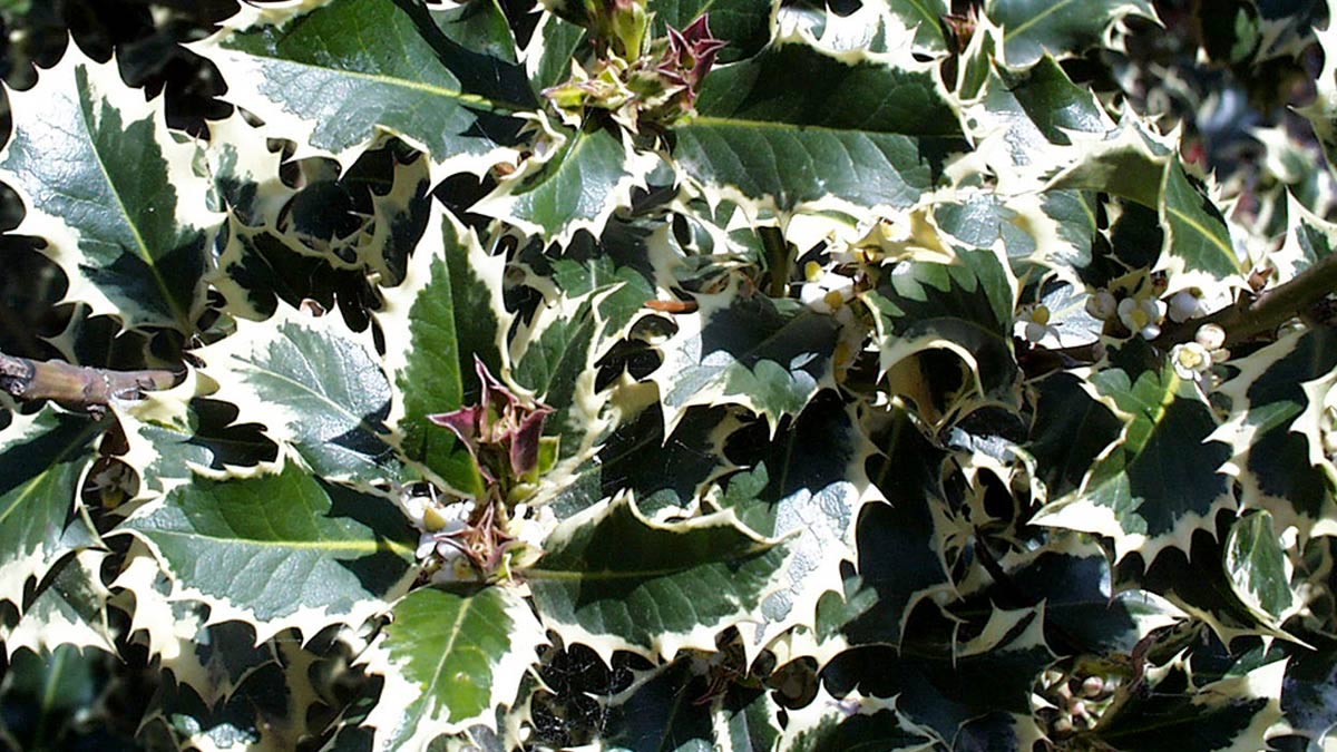 Ilex-aquifolium-Aurea-Marginata-selektierte-Exemplare-in-Ballen