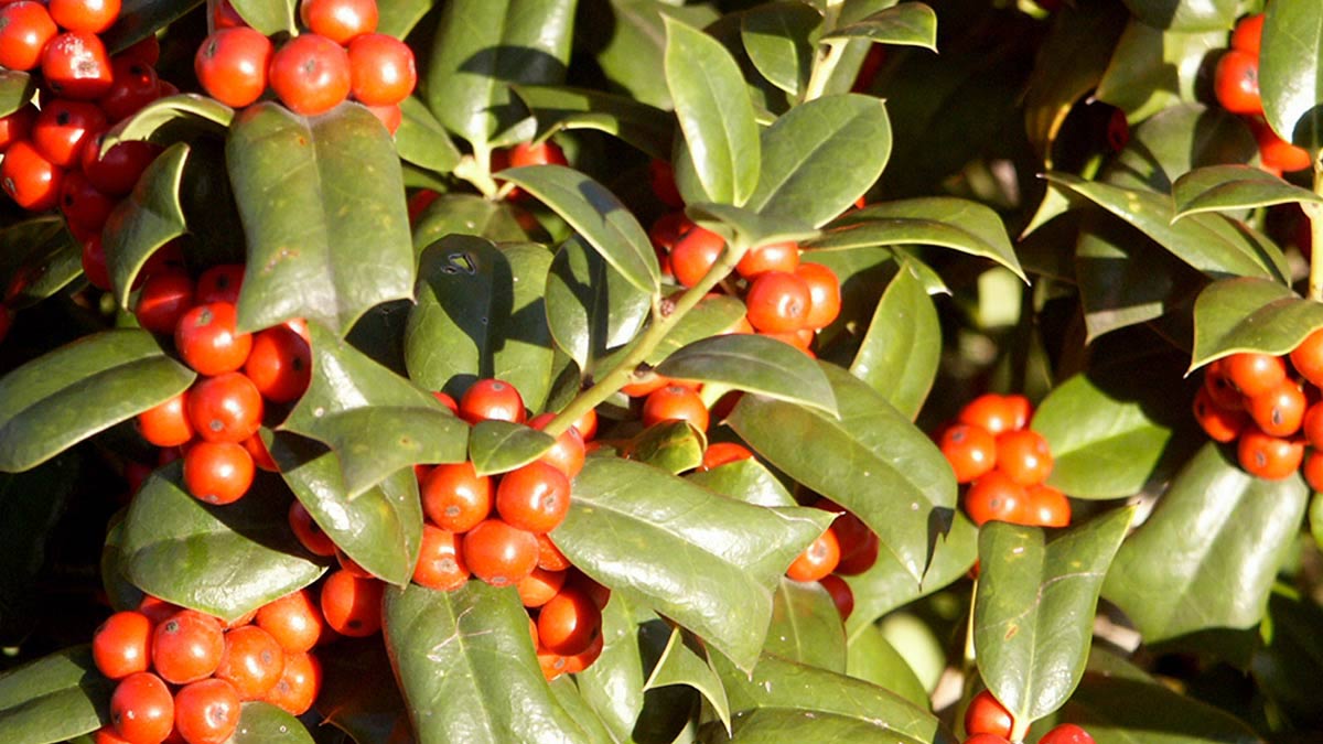 Ilex cornuta plantes en pot