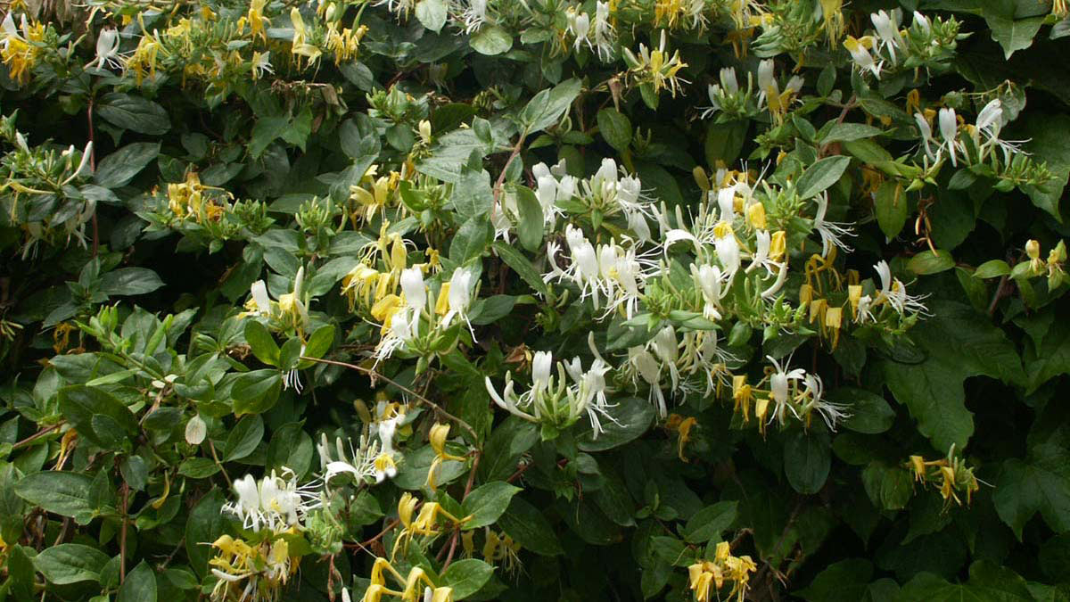 Lonicera-caprifolium-для-защитных-изгородей-продажа-Тоскана