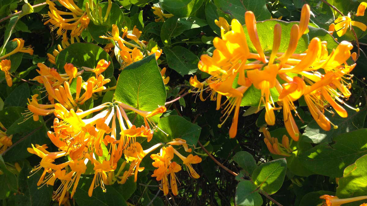 Lonicera-x-tellmanniana-nursery-Tuscany