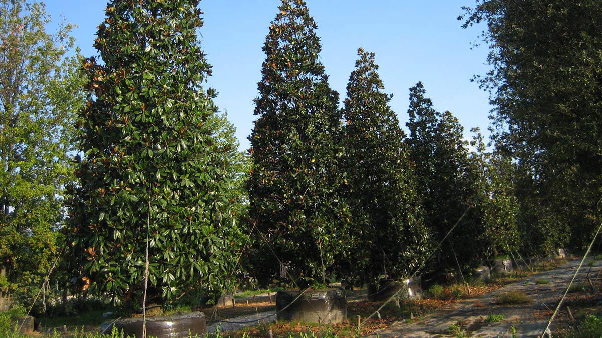 Magnolia grandiflora 'Gallisoniensis' spécimens-adultes-Mati 1909