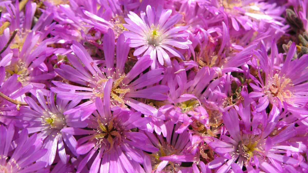 Mesembryanthemum-cooperi-floriferous-aquatic-grassy-plants