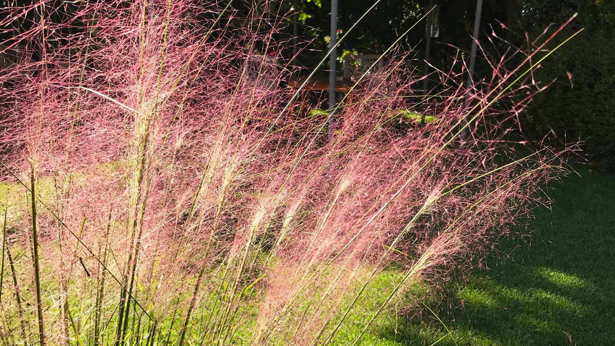 Muhlembergia-capillaris-plantes-florifères-aquatiques-graminées-pépinière