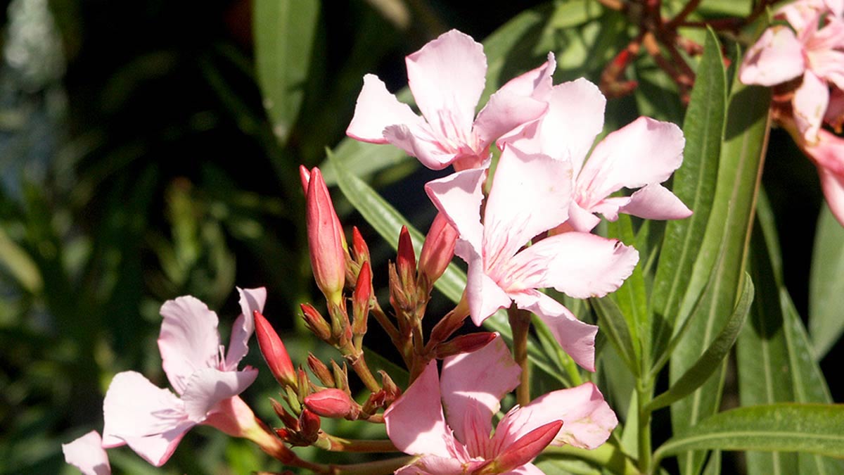 Nerium-oleander-pour protections-pépinière-Pistoia