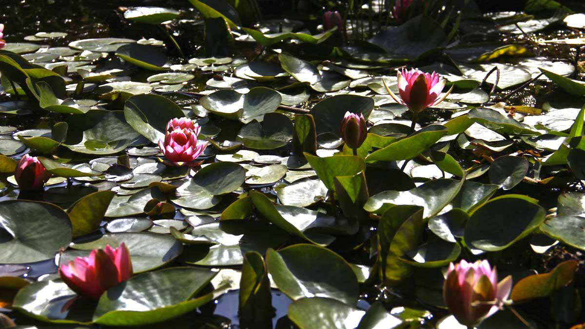 Nénuphar-plantes-florifères-aquatiques-graminées-culture-Toscane