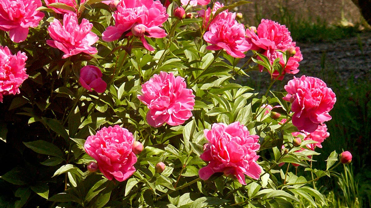 Paeonia sinensis pour le jardin de Pistoia