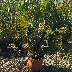 Palmacées-Butia-capitata