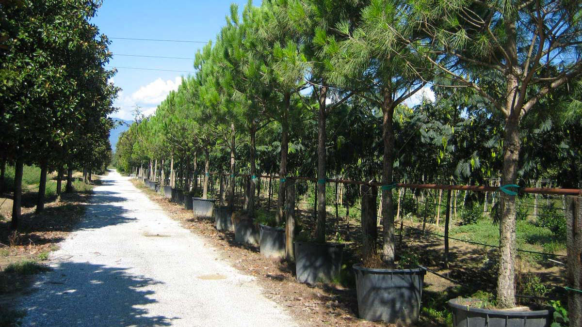 Pinus-pinea-Koniferen-Baumschule-Pistoia