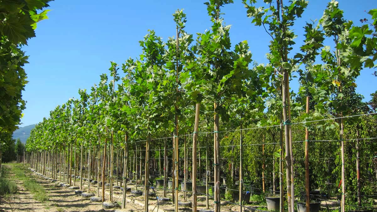 Platanus-species-resistant-to-canker-stain