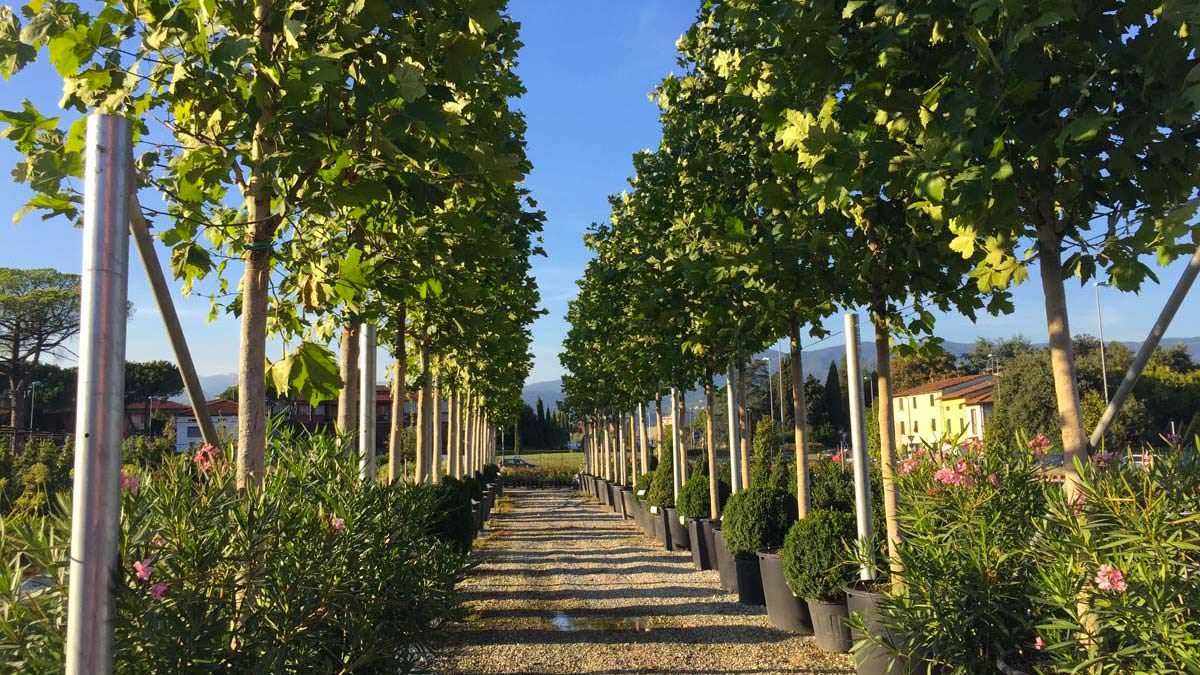 patented-Platanus-Vallis-Clausa