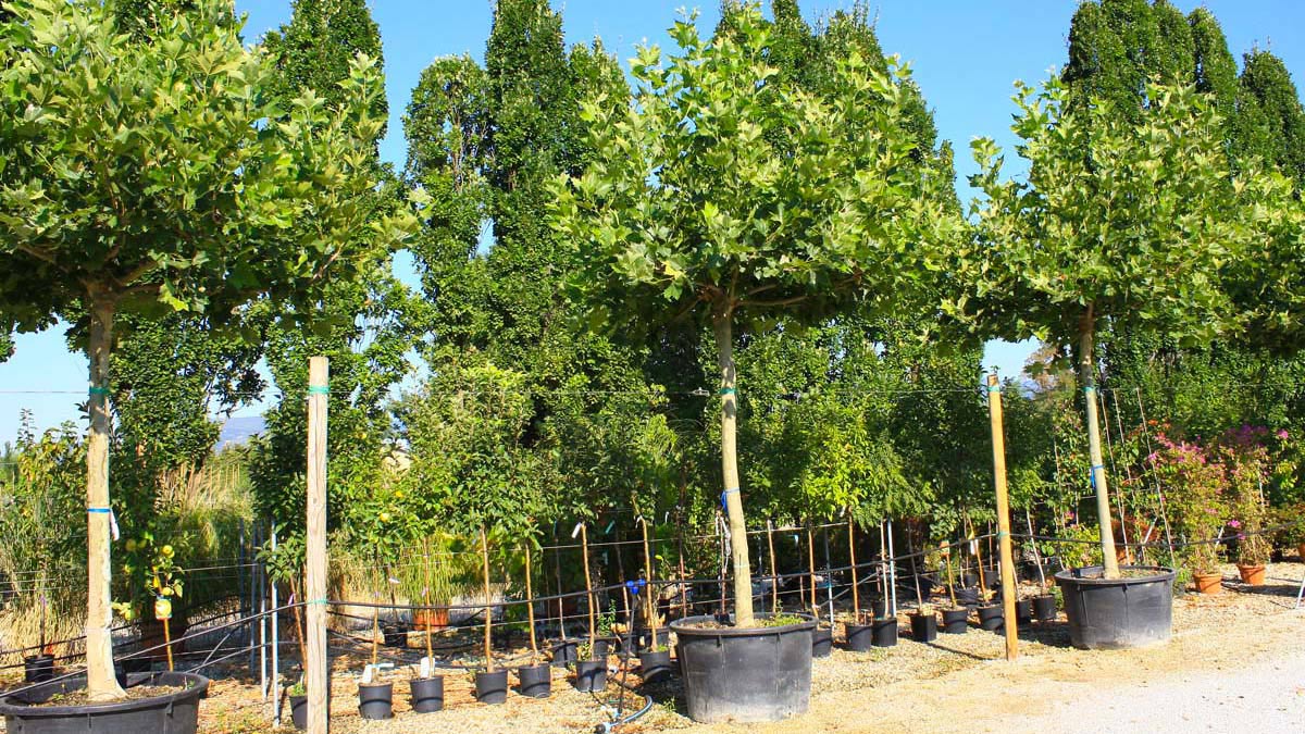 Platanus - résistant - au chancre coloré - vente