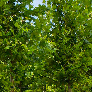 Platanus Platanor “Vallis Clausa” ® grown in containers