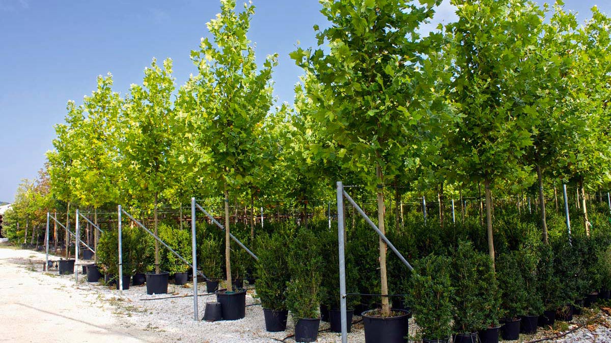 Platanus Platanor “Vallis Clausa”® grown in containers