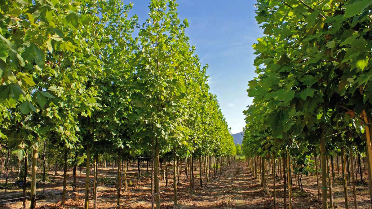 Platanus-species-resistant-to-canker-stain