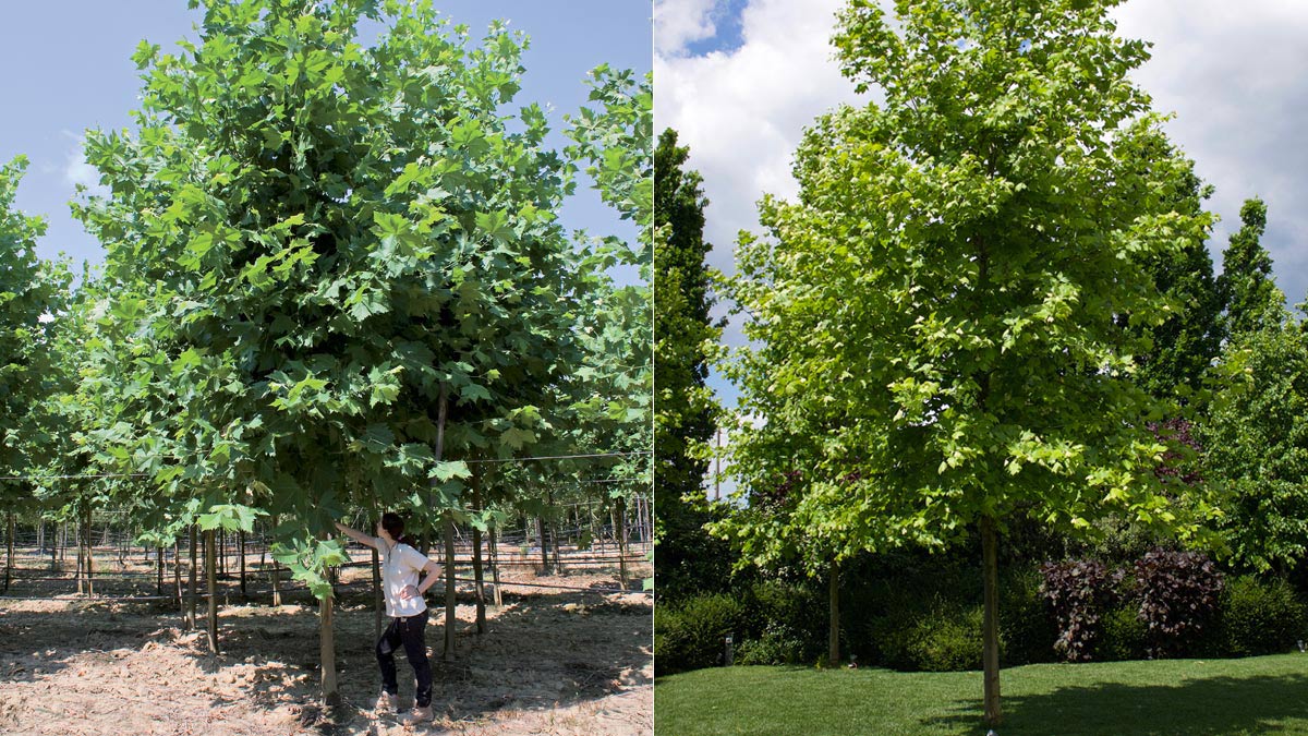 Platanor- Platanus-for urban areas