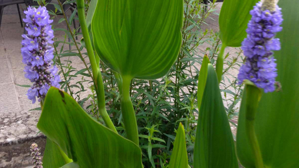 Pontederia-cordata-Blütenpflanzen-Wasserpflanzen-Süβgräser-Baumschule-Toskana