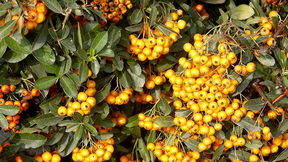 Pyracantha-Soleil-D'or-esemplari-selezionati-vendita