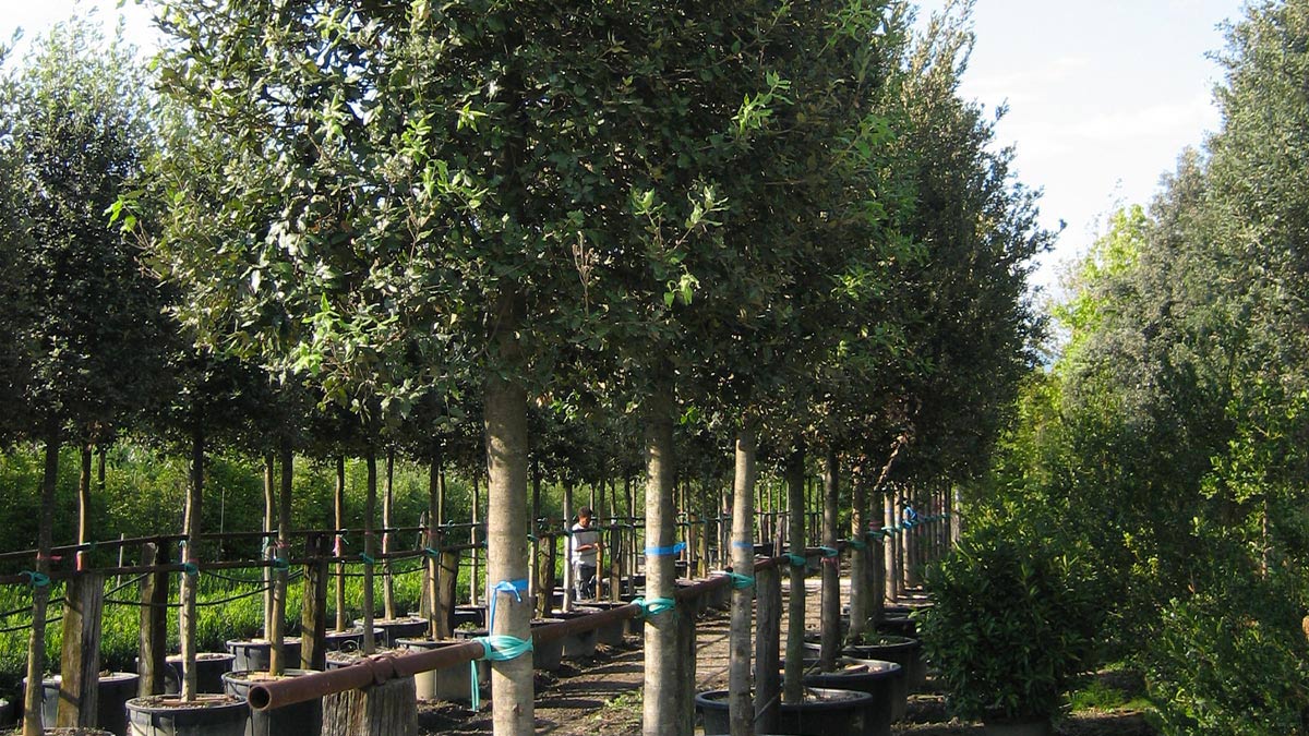 Quercus ilex-für-den-Garten-Pistoia